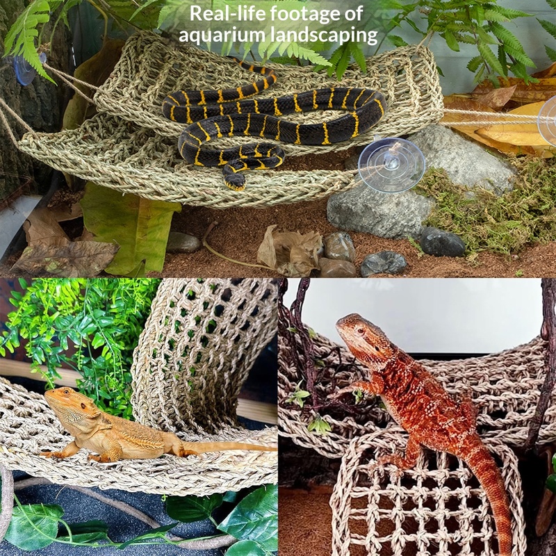 Reptile Flexible Jungle Vine D - đánh giá và giá Snake Plant