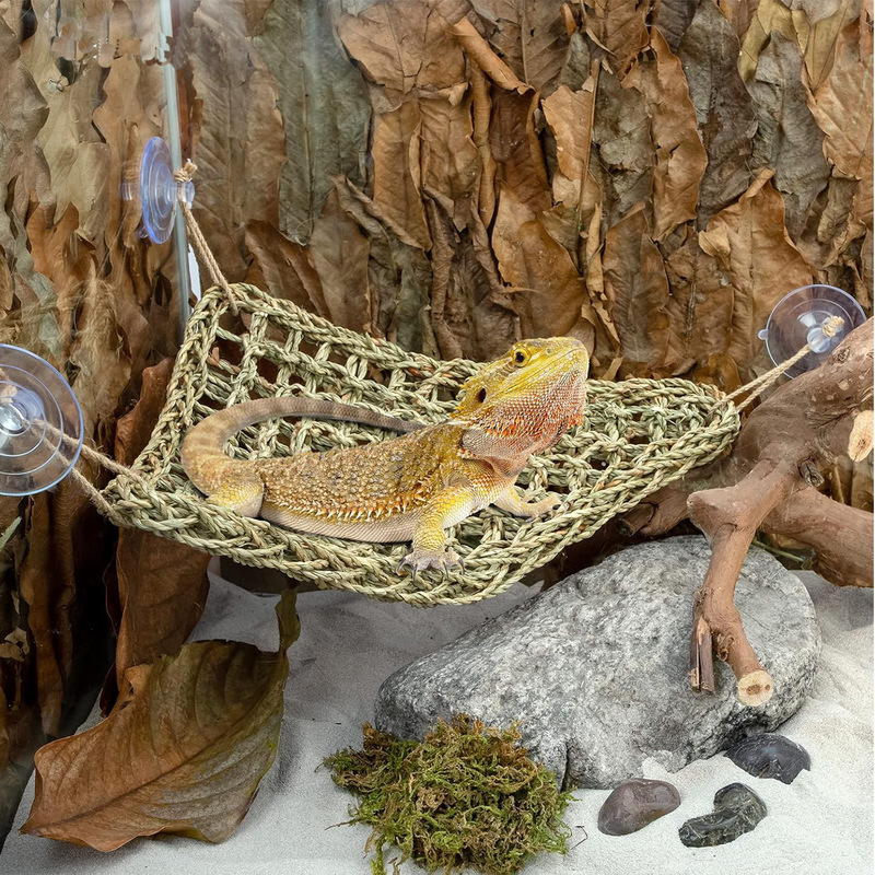 Reptile Flexible Jungle Vine D - đánh giá và giá Snake Plant