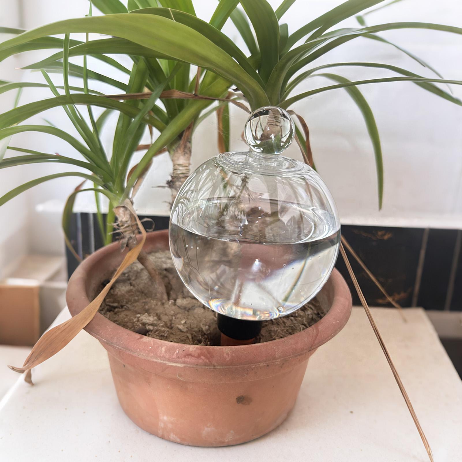Plant Watering Bulbs 4pcs 500m - đánh giá và giá Pothos
