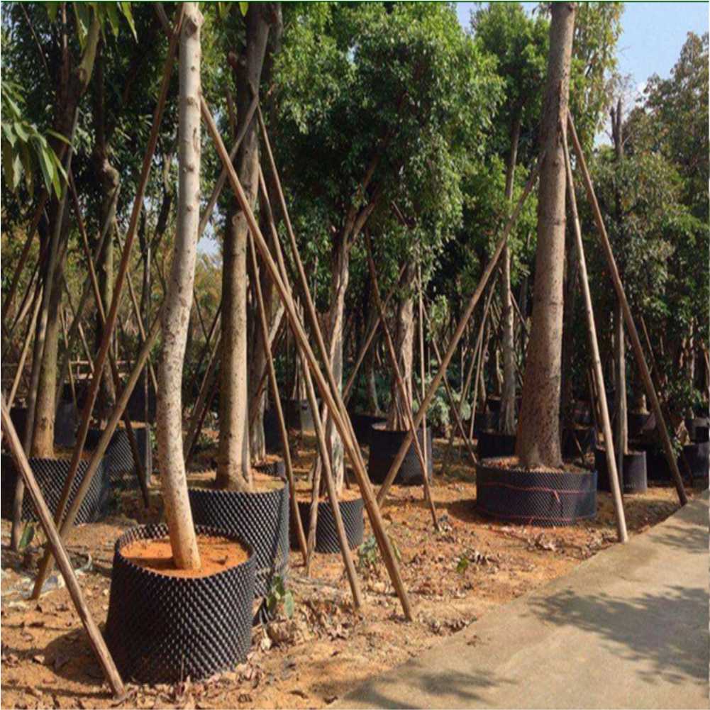 Grow Container Garden Tree Bon - đánh giá và giá Plant Pot