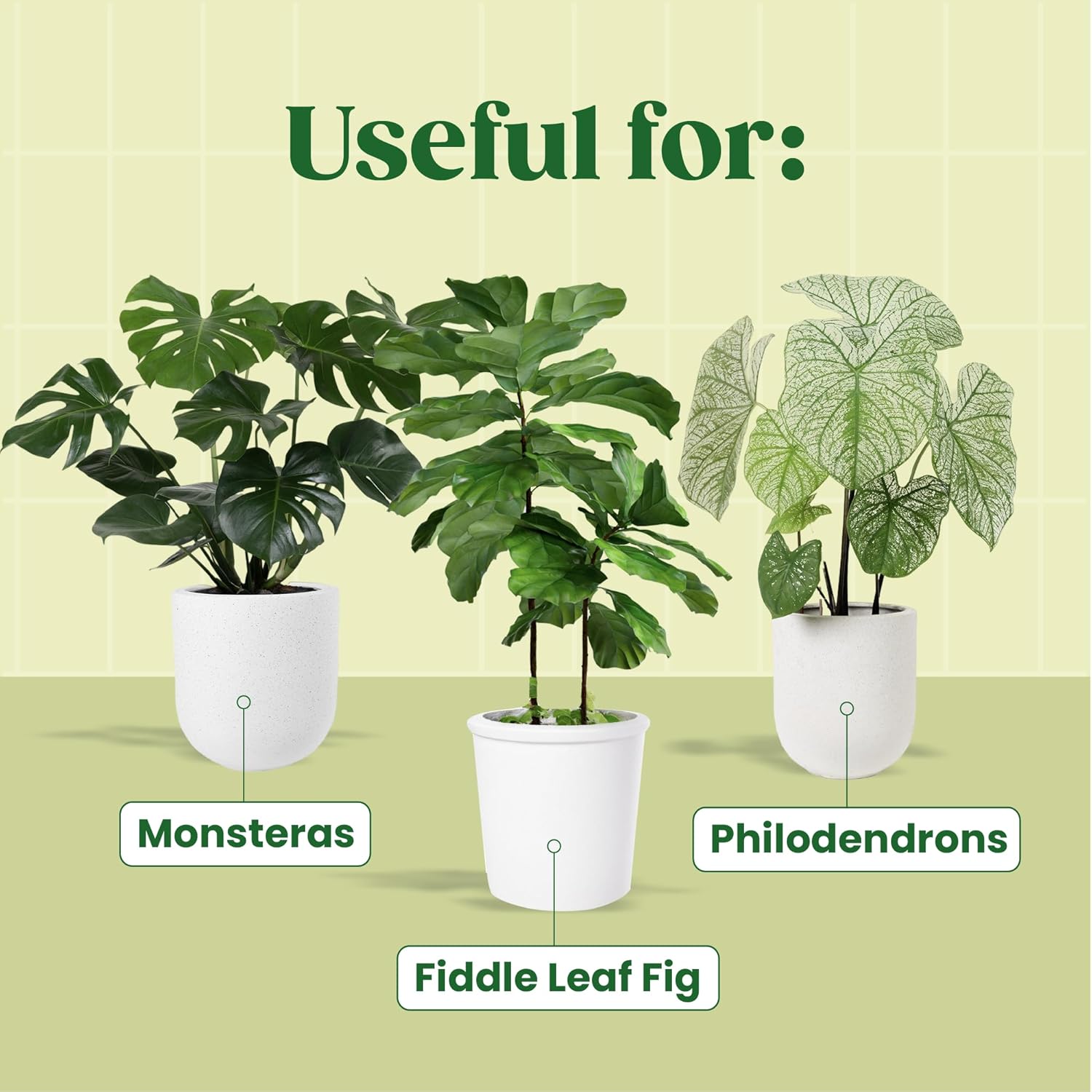 KALOYANOV Plant Serum N°1: Hig - đánh giá và giá Fiddle Leaf Fig
