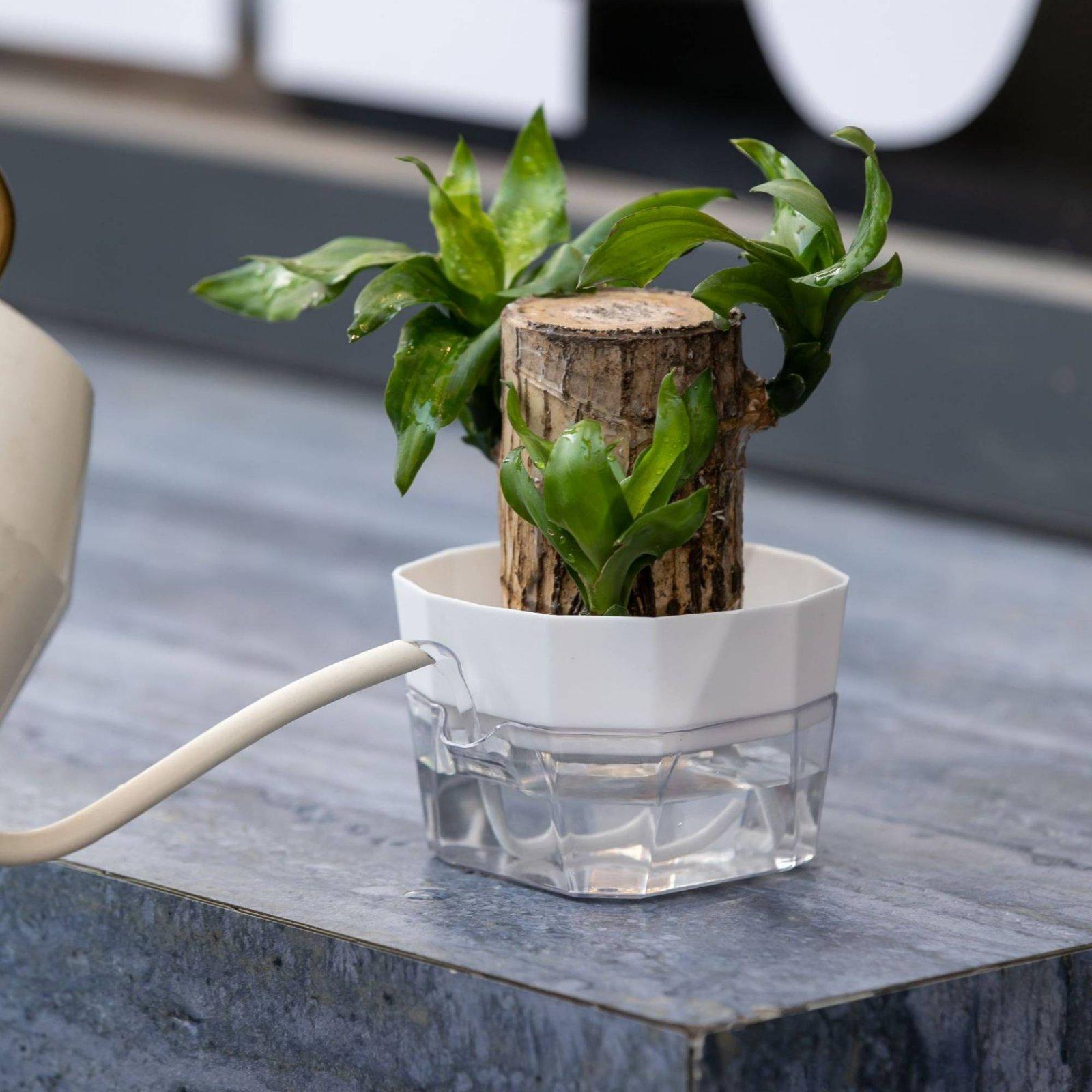Hydroponic Vase Two Layer Self - đánh giá và giá Indoor Plants
