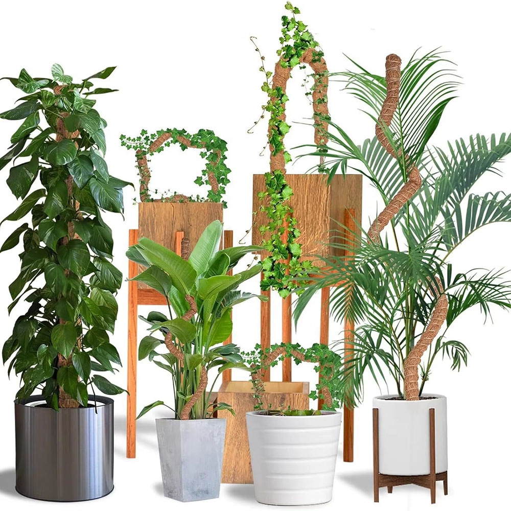 Horticultural Coconut Palm Sti - đánh giá và giá Pothos