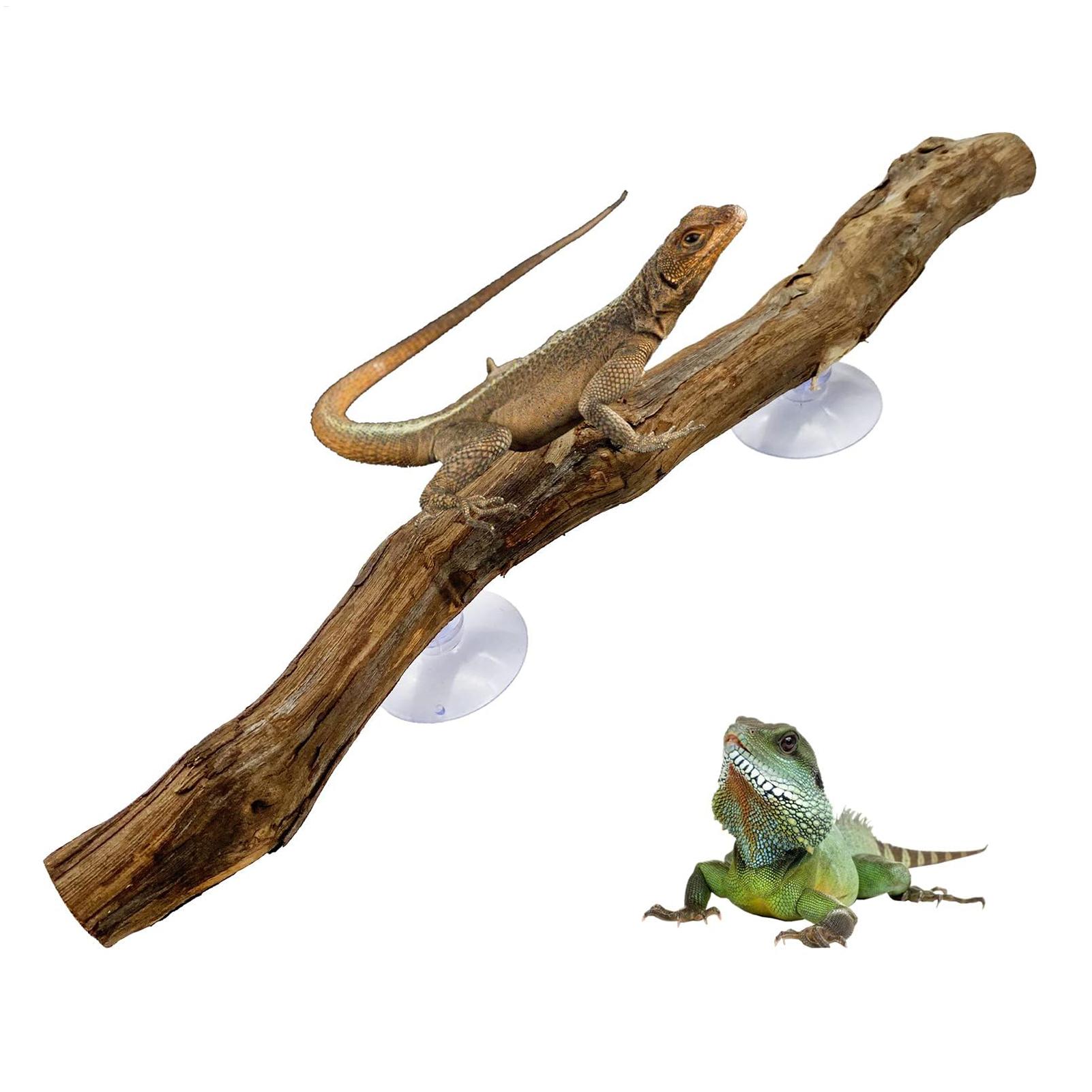 Reptile Climbing Corner Stick  - đánh giá và giá Snake Plant