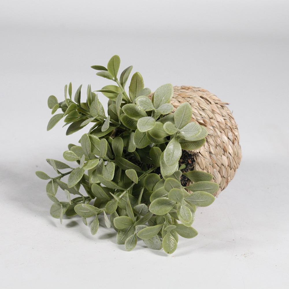 Green Artificial Potted Plant  - đánh giá và giá Succulent Set