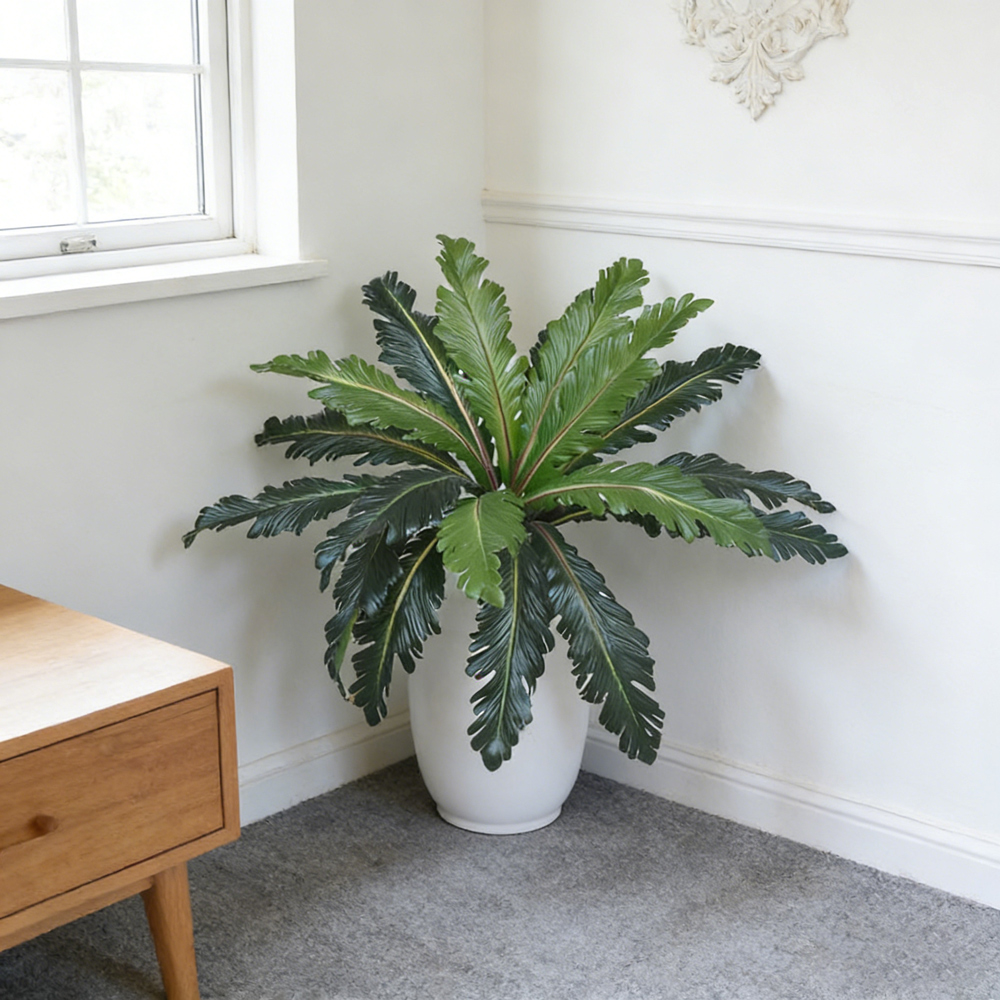 45-50cm Tropical Fake Persian  - đánh giá và giá Snake Plant