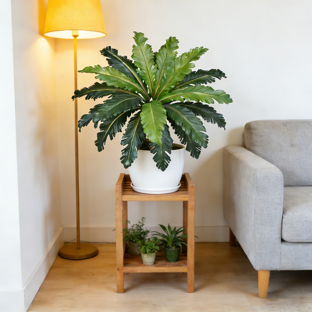 45-50cm Tropical Fake Persian  - đánh giá và giá Snake Plant