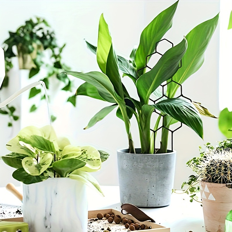 1PC Honeycomb Design Plant Tre - đánh giá và giá Pothos